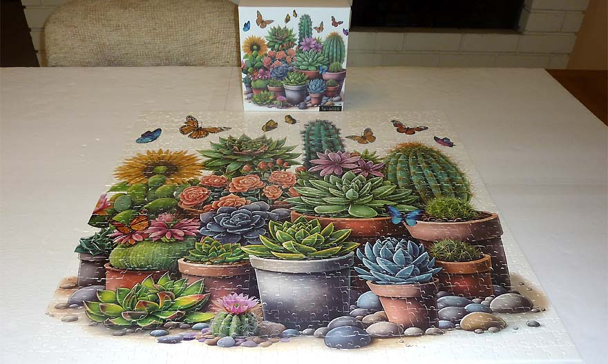Sunny Succulents